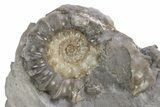 Jurassic Ammonite (Xipheroceras) Fossil Cluster -Dorset, England #243499-3